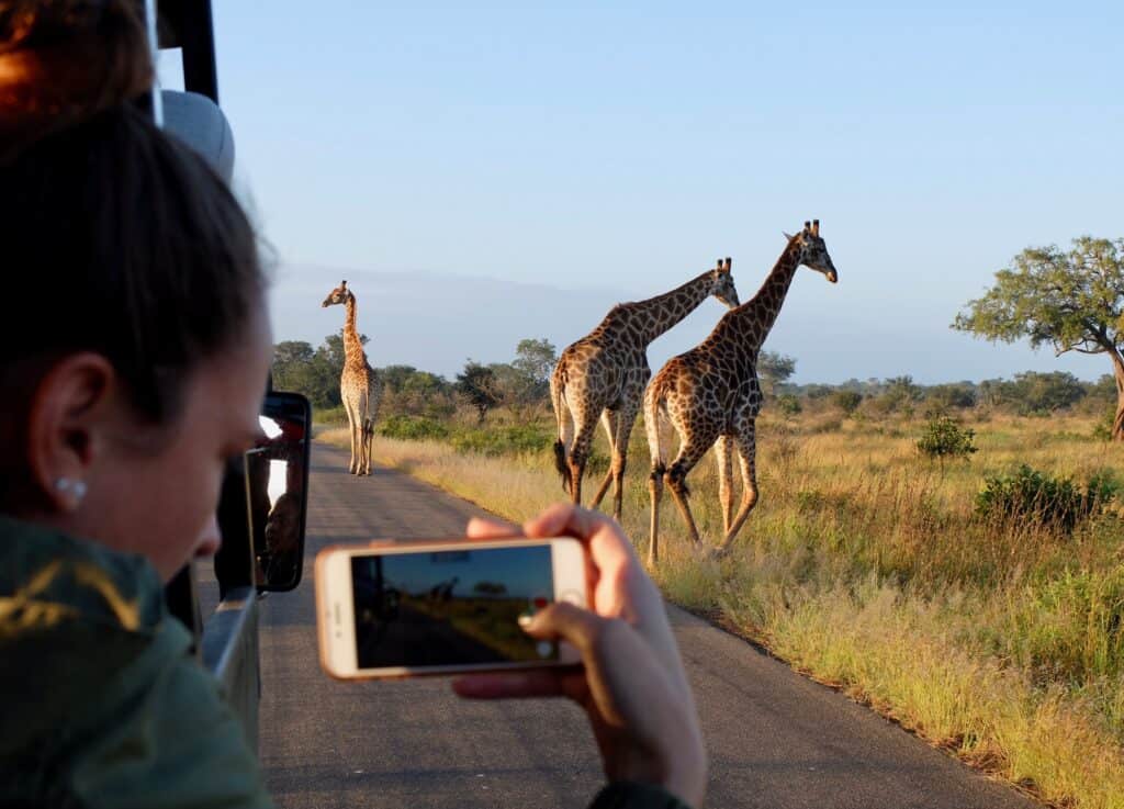 snapping shots of giraffes on African safari